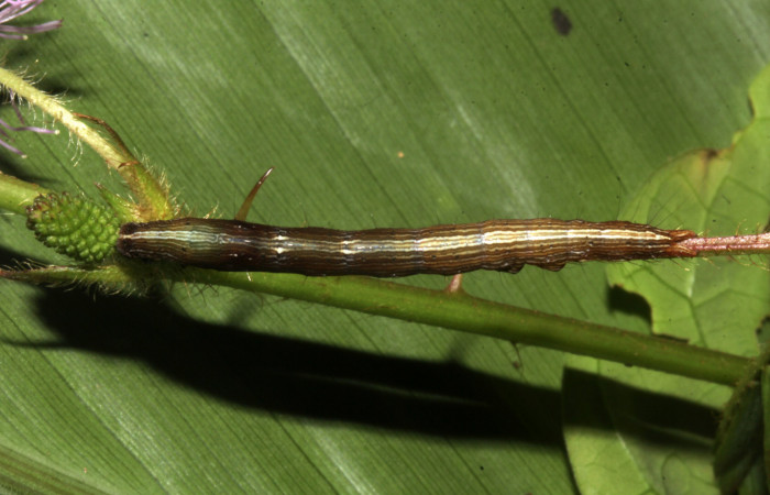 Figura 4. Larva de <i>Lesmone formularis</i></i> (Erebidae). Vista dorsal, penultimo estadío 32 mm. Voucher: 18-SRNP-32106-DHJ748346.jpg.