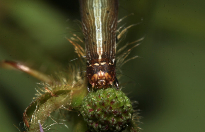 Figura 5. Cabeza de frente <i>Lesmone formularis</i></i> (Erebidae), penultimo estadío 32 mm. Voucher: 18-SRNP-32106-DHJ748350.jpg.