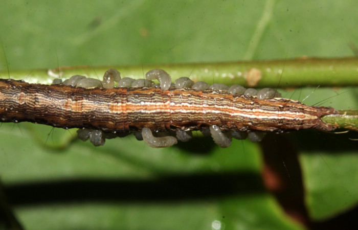 Figura 20. Larva de <i>Lesmone formularis</i></i> (Erebidae), parásitada de Braconidae, estadio intermedio 33 mm. Larvas de Braconidae. Sector Pitilla. Foto: 09/Enero/2019. Voucher: 19-SRNP-30015-DHJ748558.jpg.