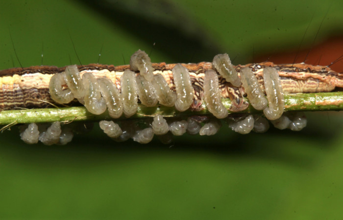 Figura 21. Parásitos de la larva  <i>Lesmone formularis</i></i> (Erebidae), estadio intermedio 33 mm. Larvas de Braconidae. Sector Pitilla. Foto: 09/Enero/2019. Voucher: 19-SRNP-30015-DHJ748560.jpg.
