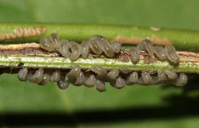 Figura 22. Parásitos de la larva <i>Lesmone formularis</i></i> (Erebidae), estadio intermedio 33 mm. Larvas de Braconidae. Sector Pitilla. Foto: 09/Enero/2019. Voucher: 19-SRNP-30015-DHJ748561.jpg.
