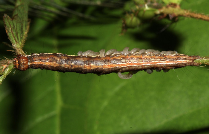 Figura 17. Parásitos de la larva <i>Lesmone formularis</i></i>  (Erebidae), estadio intermedio 33 mm. Larvas de Braconidae. Sector Pitilla. Foto: 09/Enero/2019. Voucher: 19-SRNP-30015-DHJ748564.jpg.