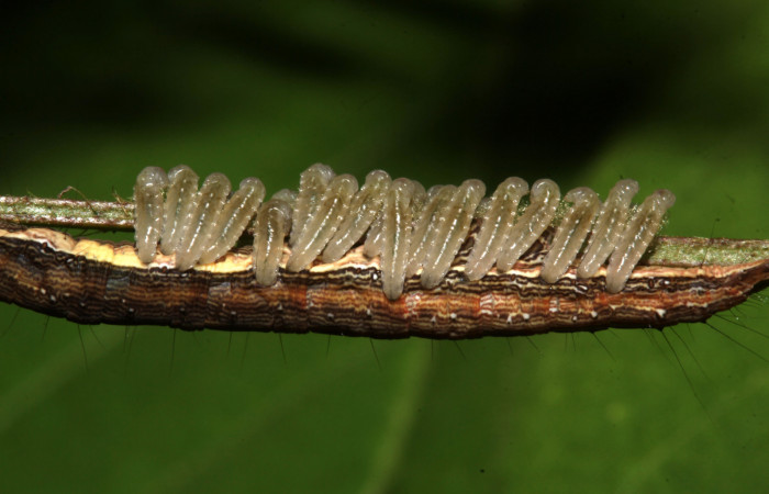 Figura 19. Parásitos de la larva <i>Lesmone formularis</i></i> (Erebidae), estadio intermedio 33 mm. Larvas de Braconidae. Sector Pitilla. Foto: 09/Enero/2019. Voucher: 19-SRNP-30015-DHJ748565.jpg.