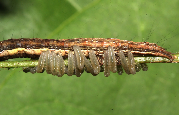 Figura 18. Parásitos de la larva <i>Lesmone formularis</i></i> (Erebidae), estadio intermedio 33 mm. Larvas de Braconidae. Sector Pitilla. Foto: 09/Enero/2019. Voucher: 19-SRNP-30015-DHJ748566.jpg.