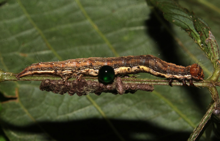 Figura 23. Larva de <i>Lesmone formularis</i></i> (Erebidae), estadio intermedio 33 mm. Capullos de Braconidae. Sector Pitilla. Foto: 09/Enero/2019. Voucher: 19-SRNP-30015-DHJ748569.jpg.