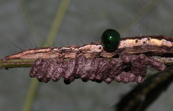 Figura 25. Larva de <i>Lesmone formularis</i></i> (Erebidae). estadio intermedio 33 mm. Capullos de Braconidae. Sector Pitilla. Foto: 09/Enero/2019. Voucher: 19-SRNP-30015-DHJ748570.jpg.