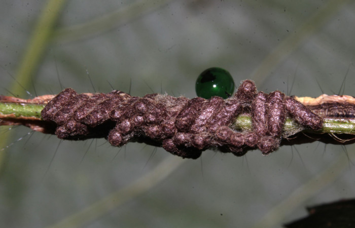 Figura 26. Larva de <i>Lesmone formularis</i></i> (Erebidae). estadio intermedio 33 mm. Capullos de Braconidae. Sector Pitilla. Foto: 09/Enero/2019. Voucher: 19-SRNP-30015-DHJ748572.jpg.