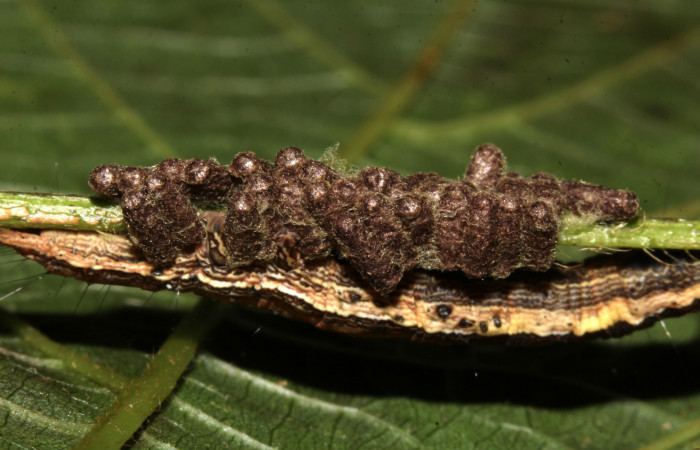 Figura 24. Larva de <i>Lesmone formularis</i></i> (Erebidae), estadio intermedio 33 mm. Capullos de Braconidae. Sector Pitilla. Foto: 09/Enero/2019. Voucher: 19-SRNP-30015-DHJ748573.jpg.
