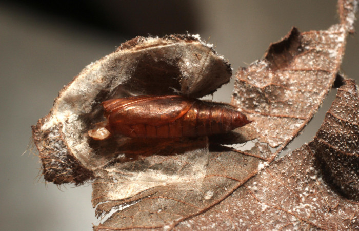 Fig. 10 Observamos los resto de una pupa <i>Phaedropsis</i></i> Solis348 (Crambidae)(10-SRNP-57323-DHJ800287.jpg).