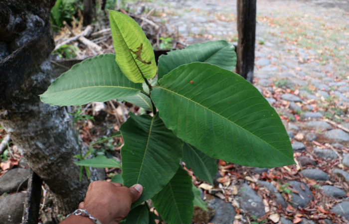 Fig.11 Planta <i>Triplaris melaenodendron</i></i> (Polygonaceae) hospedera de <i>Phaedropsis</i></i> Solis348, (crambidae).
Foto tomada por José Cortéz, 19 de marzo 2019, sector Mundo nuevo, 665mts.