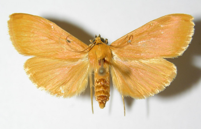 Fig.1 Vista dorsal de hembra <i>Phaedropsis</i></i> Solis348 (Crambidae) eclosionó 11 septiembre 2000, Sector Horizontes, Vado Esperanza, 85mts. (00-SRNP-17698-DHJ333454.jpg.).