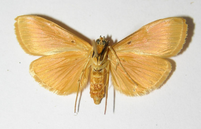 Fig.2 Vista ventral de hembra <i>Phaedropsis</i></i> Solis348 (Crambidae) eclosionó 11 septiembre 2000, sector Horizontes, Vado Esperanza, 85mts (00-SRNP-17698-DHJ333455.jpg.).