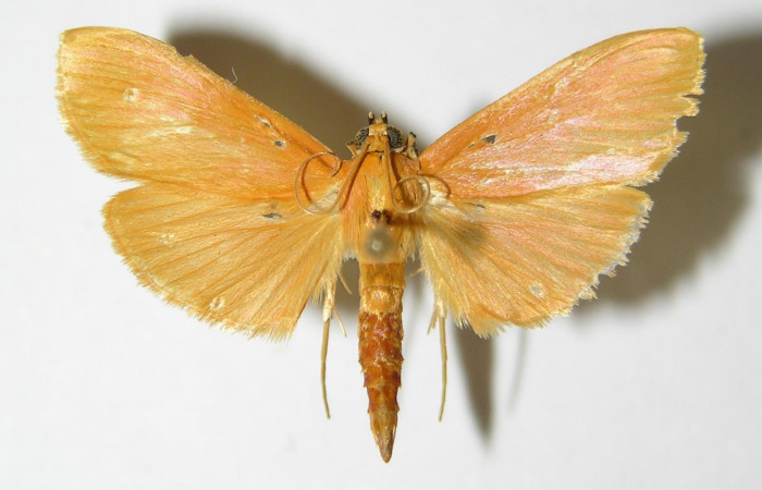Fig.3 Vista dorsal de macho <i>Phaedropsis</i></i> Solis348 (Crambidae), eclosionó 11 septiembre 2000, Sector Horizontes, Vado Esperanza, 85mts(00-SRNP-17705-DHJ333456.jpg.).