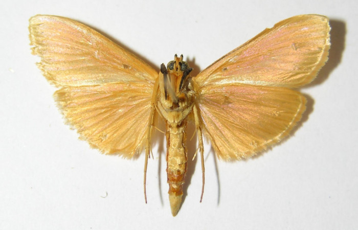 Fig.4 Vista ventral de macho <i>Phaedropsis</i></i> Solis348 (Crambidae), eclosionó 11 septiembre 2000, Sector Horizontes, Vado Esperanza, 85mts (00-SRNP-17705-DHJ333457.jpg.).