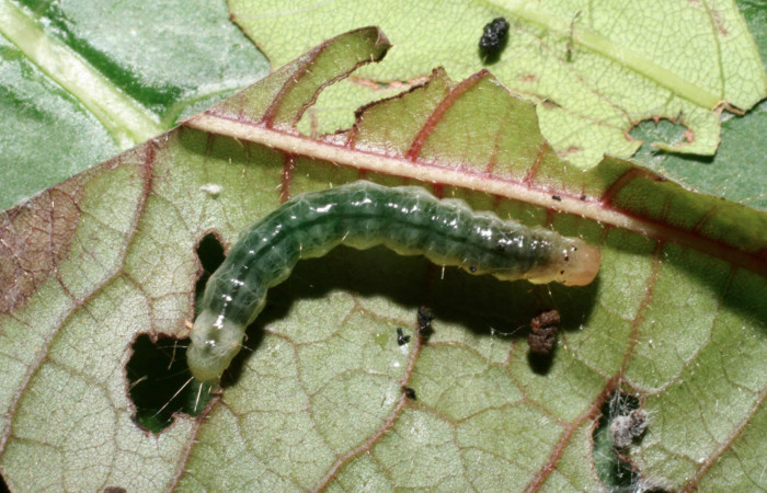 Fig.5 Vista dorsal <i>Phaedropsis</i></i> Solis348 (Crambidae) en penúltimo estadio, 22 de noviembre 2009,Quebrada Tibio, Estación La Perla, 330mts. (09-SRNP-58008-DHJ466716.jpg)