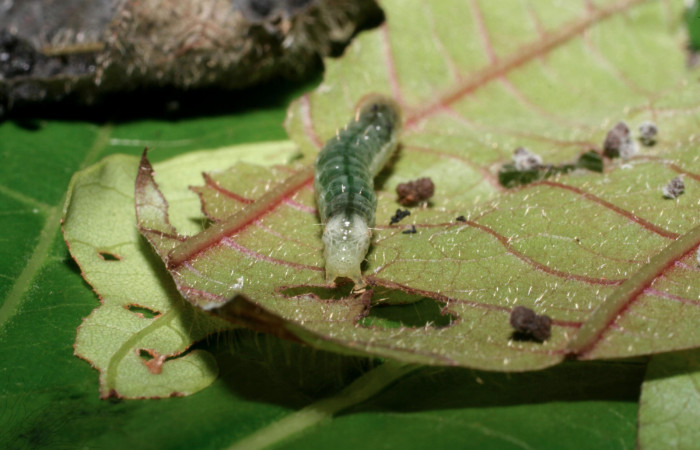 Fig.6 Vista trasera <i>Phaedropsis</i></i> Solis348 (Crambidae) en penúltimo estadio, 22 de noviembre 2009, Quebrada Tibio, Estación La Perla, 330mts.(09-SRNP-58008-DHJ466718.jpg).