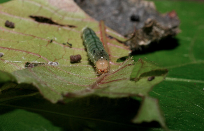 Fig.7 Vista frontal <i>Phaedropsis</i></i> Solis348 (Crambidae) en penúltimo estadio, 22 de noviembre 2009, Quebrada Tibio, Estación La Perla, 330mts.(09-SRNP-58008-DHJ466719.jpg).