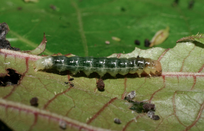 Fig.8 Vista lateral <i>Phaedropsis</i></i> Solis348 (Crambidae) en penúltimo estadio, 22 de noviembre 2009, Quebrada Tibio, Estación La Perla, 330mts.(09-SRNP-58008-DHJ466721.jpg).