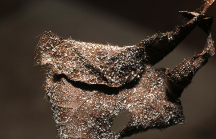 Fig.9 observamos la casita de pupa <i>Phaedropsis</i></i> Solis348 (Crambidae) (10-SRNP-57323-DHJ800286.jpg).