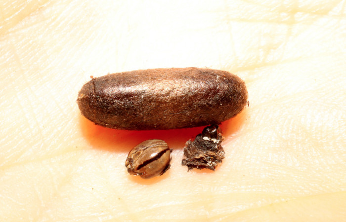 Fig. 10 capullo de <i>Enicospilus</i></i> flavostigmusDHJ21 (Tachiniiidae). (09-SRNP-32521-DHJ470037).