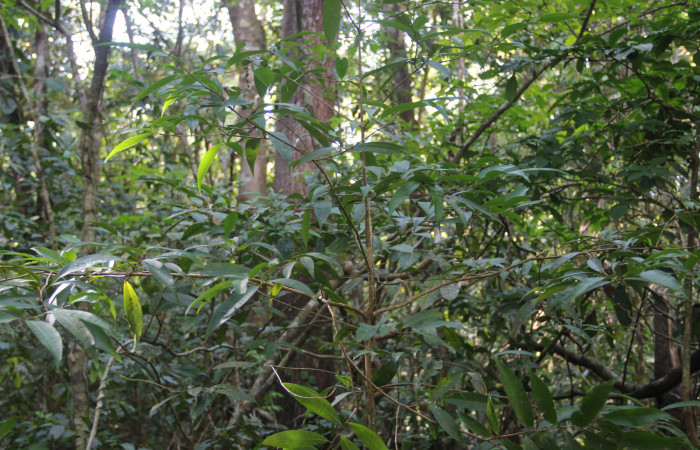 Fig. 11 Arbusto de <i>Erythroxylum macrophyllum</i></i> (Erythroxylaceae) Cañón Rio Mena Sector Del Oro, 19 de Marzo 2019. Fotografía Roster Moraga Medina.