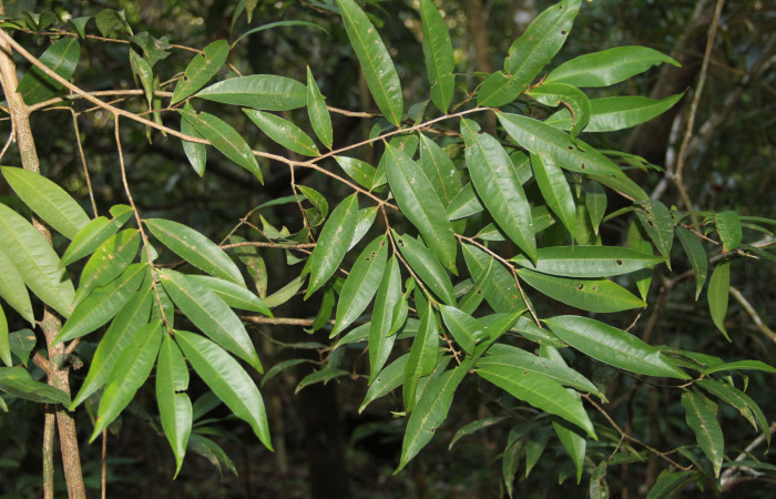 Fig. 12 Rama de <i>Erythroxylum macrophyllum</i></i> (Erythroxylaceae) Cañón Rio Mena Sector Del Oro, 19 de Marzo 2019. Fotografía Roster Moraga Medina.