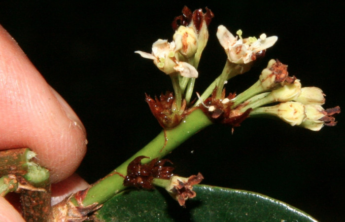 Fig. 13 Flores de <i>Erythroxylum macrophyllum</i></i> (Erythroxylaceae) (BioBot10378-BB042561). Arenales Sector Cacao; 28 de Mayo 2009.