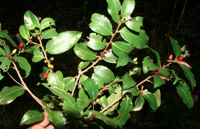 Fig. 14 frutos de <i>Erythroxylum macrophyllum</i></i> (Erythroxylaceae) (BioBot10392-BB042646) Arenales Sector Cacao; 28 de Mayo 2009.