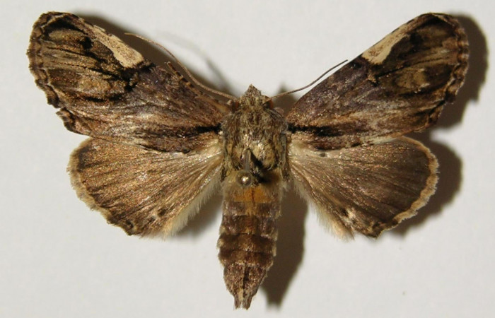 Fig. 1 Vista dorsal hembra <i>Chadisrochroa zabena</i></i> (Notodontidae). (04-SRNP-20294-DHJ301354).