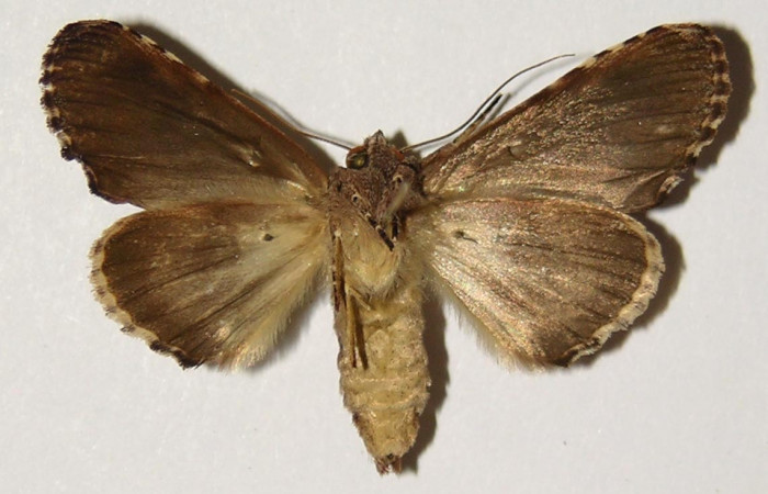 Fig. 2 Vista ventral hembra <i>Chadisrochroa zabena</i></i> (Notodontidae). (04-SRNP-20294-DHJ301355).