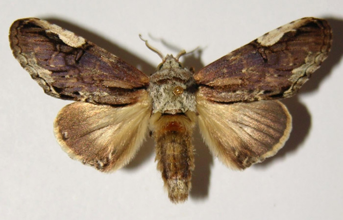 Fig 3 Vista dorsal macho <i>Chadisrochroa zabena</i></i> (Notodontidae). (02-SRNP-23042-DHJ301352).