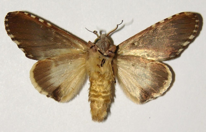 Fig. 4 Vista ventral macho <i>Chadisrochroa zabena</i></i> (Notodontidae). (02-SRNP-23042-DHJ301353).