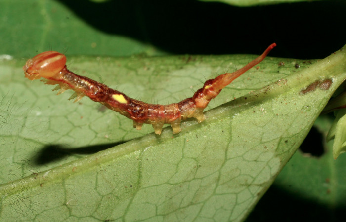 Fig. 5 Vista lateral del penúltimo estadio <i>Chadisrochroa zabena</i></i> (Notodontidae). Sendero Laguna Sector Pitilla, 05 de Julio 2009. (09-SRNP-31420-DHJ458547).