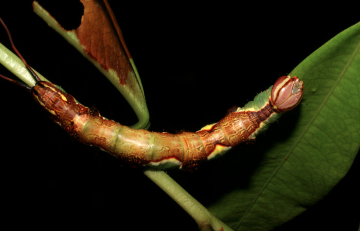 Fig. 6  Dorso de <i>Chadisrochroa zabena</i></i> (Notodontidae). Los Almendros Sector El Hacha, 14 de Junio 2005 (05-SRNP-21814-DHJ403551).