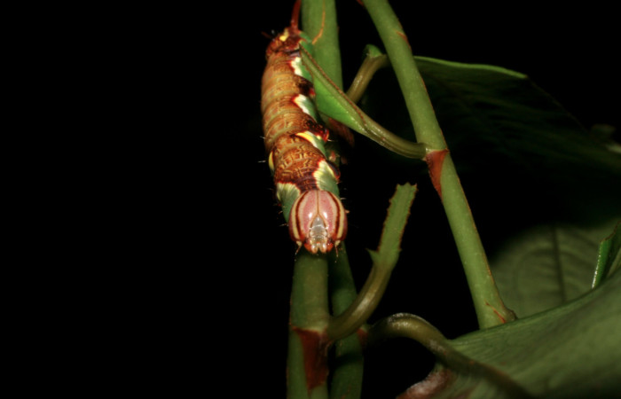 Fig. 7 <i>Chadisrochroa zabena</i></i> (Notodontidae). Los Almendros Sector El Hacha, 14 de Junio 2005 (05-SRNP-21814-DHJ403563).