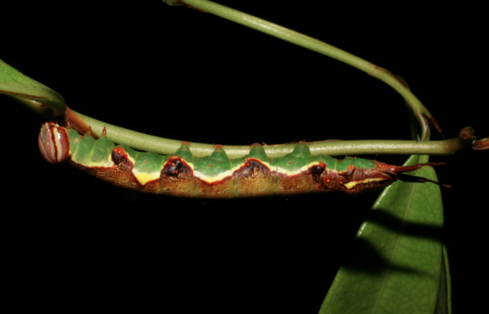 Fig. 8 Forma lateral de <i>Chadisrochroa zabena</i></i> (Notodontidae). Los Almendros Sector El Hacha, 14 de Junio 2005 (05-SRNP-21814-DHJ403557).