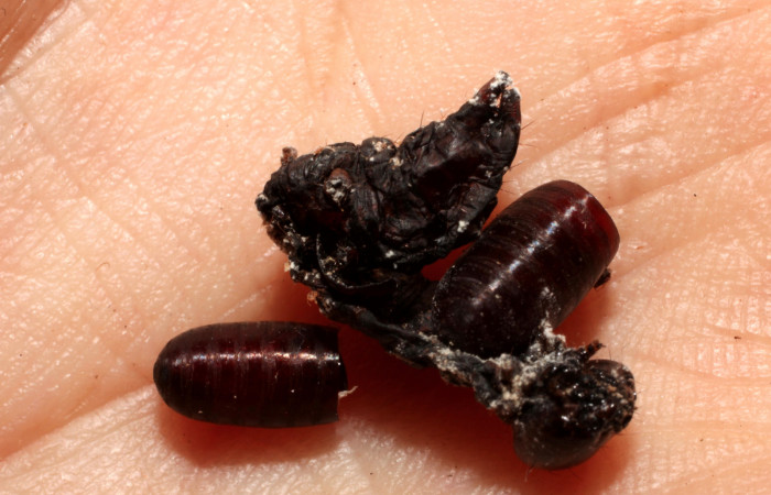 Fig. 9 Puparias vacias de <i>Lespesia</i></i> Wood33DHJ03 (Tachiniiidae). (10-SRNP-5163-DHJ496177).