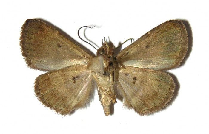 Fig.10 Adulto <i>Antiblemma laranda</i></i>  ventral. macho. Voucher:   05-SRNP-46278-DHJ321833.jpg