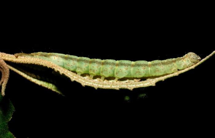 Fig.1 Larva <i>Antiblemma laranda</i></i>  en penúltimo estadío mostrando la parte lateral.  Voucher:08-SRNP-35882-DHJ441404.JPG