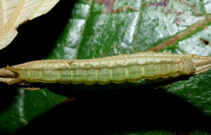 Fig .3  Larva <i>Antiblemma laranda</i></i>  en último estadio mostrando rayas dorsales carácter importante de la especie. Voucher: 08-SRNP-35882-DHJ441402.jpg