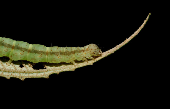 Fig. 4 Larva <i>Antiblemma laranda</i></i>  en último estadio mostrando marchitas del cuerpo.  Voucher:  08-SRNP-35882-DHJ441405.jpg