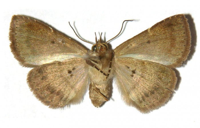 Fig.8 Adulto <i>Antiblemma laranda</i></i>  ventral. Hembra. Voucher: 01-SRNP-6901-DHJ315371.jpg