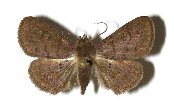 Fig.9 Adulto <i>Antiblemma laranda</i></i>  dorsal. macho. Voucher:   05-SRNP-46278-DHJ321832.jpg