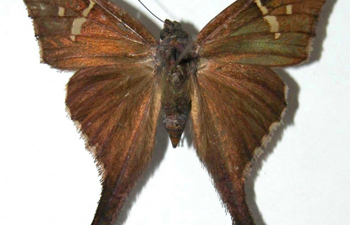 Fig.1. Adulto de <i>Typhedanus undulatus</i></i>. Voucher: 98-SRNP-6246-DHJ36868