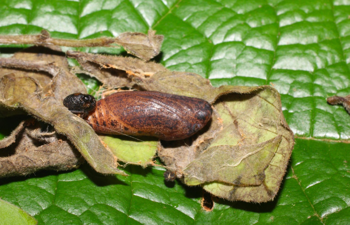 Fig.11. Pupa de <i>Typhedanus undulatus</i></i>. 20mm de longitud. Voucher: 16-SRNP-1677-DHJ704146.jpg