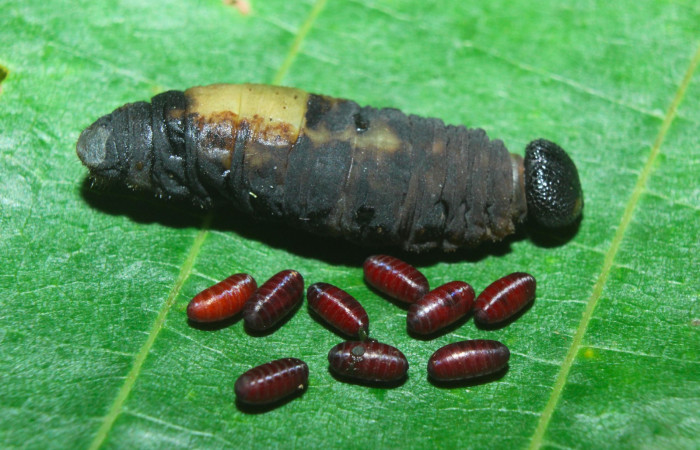 Fig.12. Puparios de Parásito de <i>Typhedanus undulatus</i></i>. Voucher: 16-SRNP-71204-DHJ733195.jpg