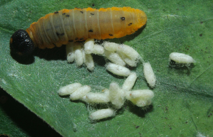 Fig.13. Capullo de parásitos de <i>Typhedanus undulatus</i></i>. Voucher: 16-SRNP-71205-DHJ733207.jpg.