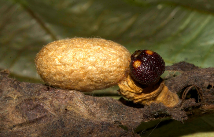 Fig.14. Capullo de parásitos de <i>Typhedanus undulatu</i></i>s. Voucher: 19-SRNP-30339-DHJ749571.jpg.