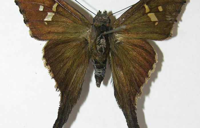 Fig.2. Adulto de<i> Typhedanus undulatus</i></i>. Voucher: 10-SRNP-80171-DHJ528580