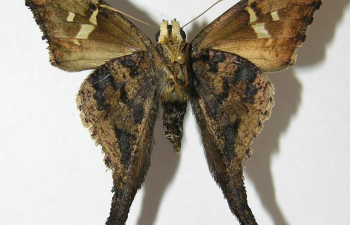 Fig.4. Adulto de <i>Typhedanus undulatus</i></i>. Voucher: 10-SRNP-80171-DHJ528581